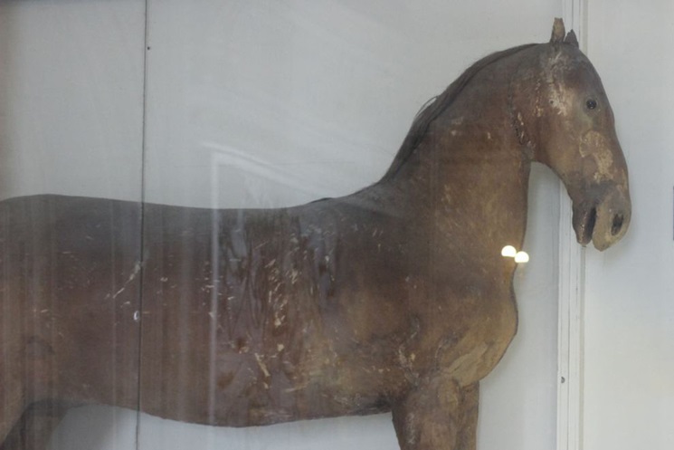 Ученые впервые увидели нутро друзей Петра I: рентген раскрыл тайны чучел питомцев