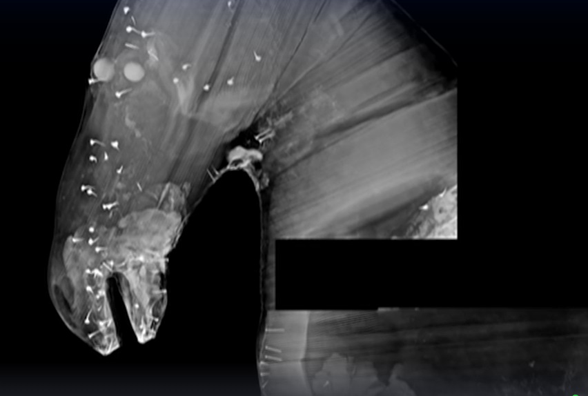 Питомцев Петра I просветят рентгеном}