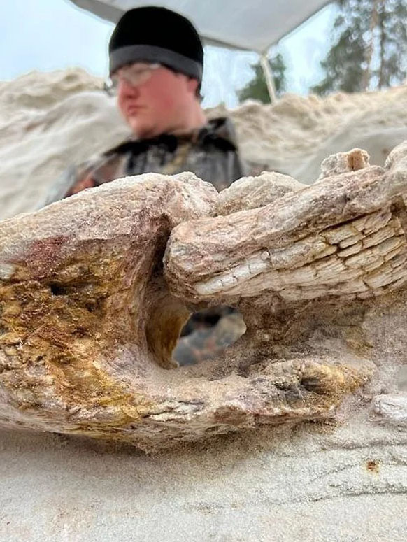 Раскопки на месте обнаружения объекта, похожего на один из древнейших пней на Земле