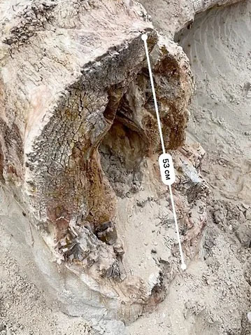 Раскопки на месте обнаружения объекта, похожего на один из древнейших пней на Земле