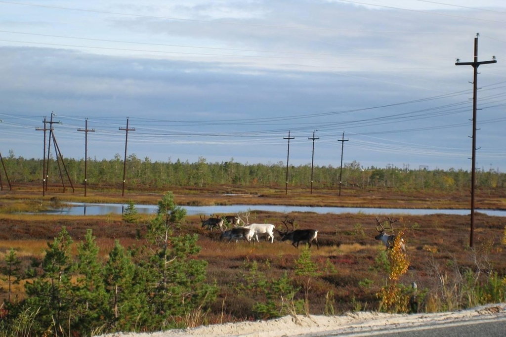Подход учёных СПб ФИЦ РАН способствовал восстановлению экосистем в процессе рекультивации, нарушенных бурением земель в Среднем Приобье