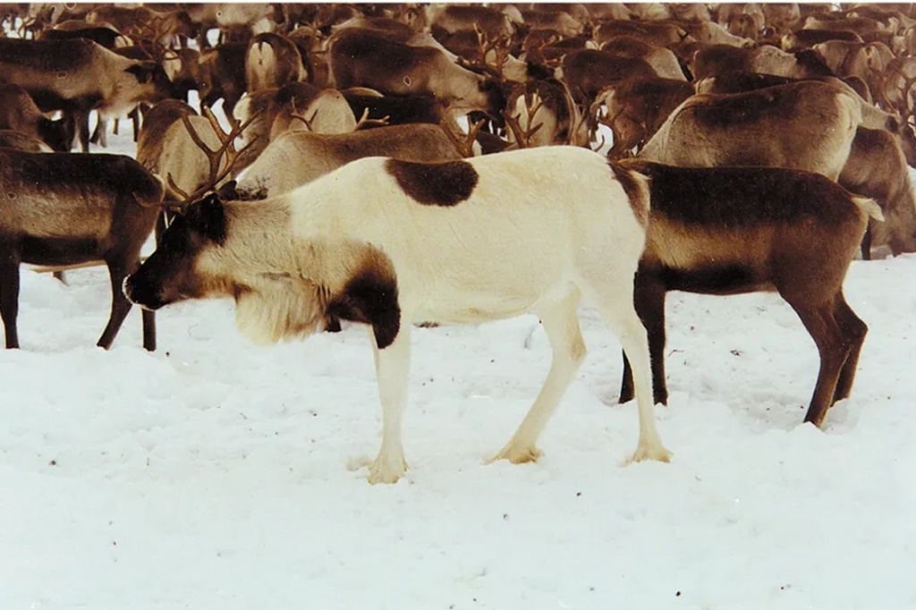 Ученые СПб ФИЦ РАН впервые обобщили вековой опыт научной селекции северных оленей в России