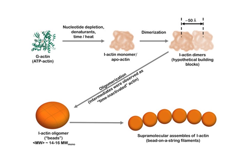 Ученые Института цитологии РАН охарактеризовали структуру белка-мишени для терапии нейродегенеративных заболеваний